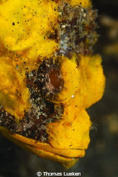 found in Lembeh; D200 by Thomas Lueken 